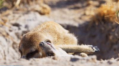 bbc纪录片最值得看的,bbc神级纪录片豆瓣评分超9