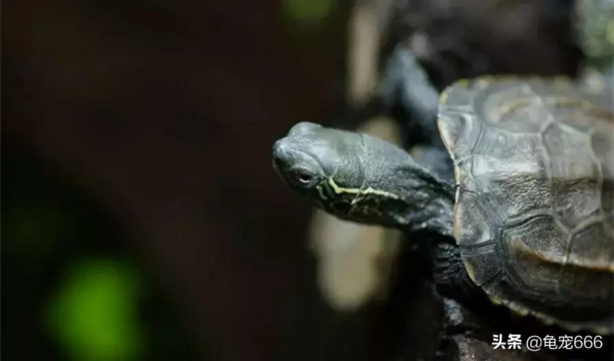 国龟魅力,国龟的韵味美的无法形容