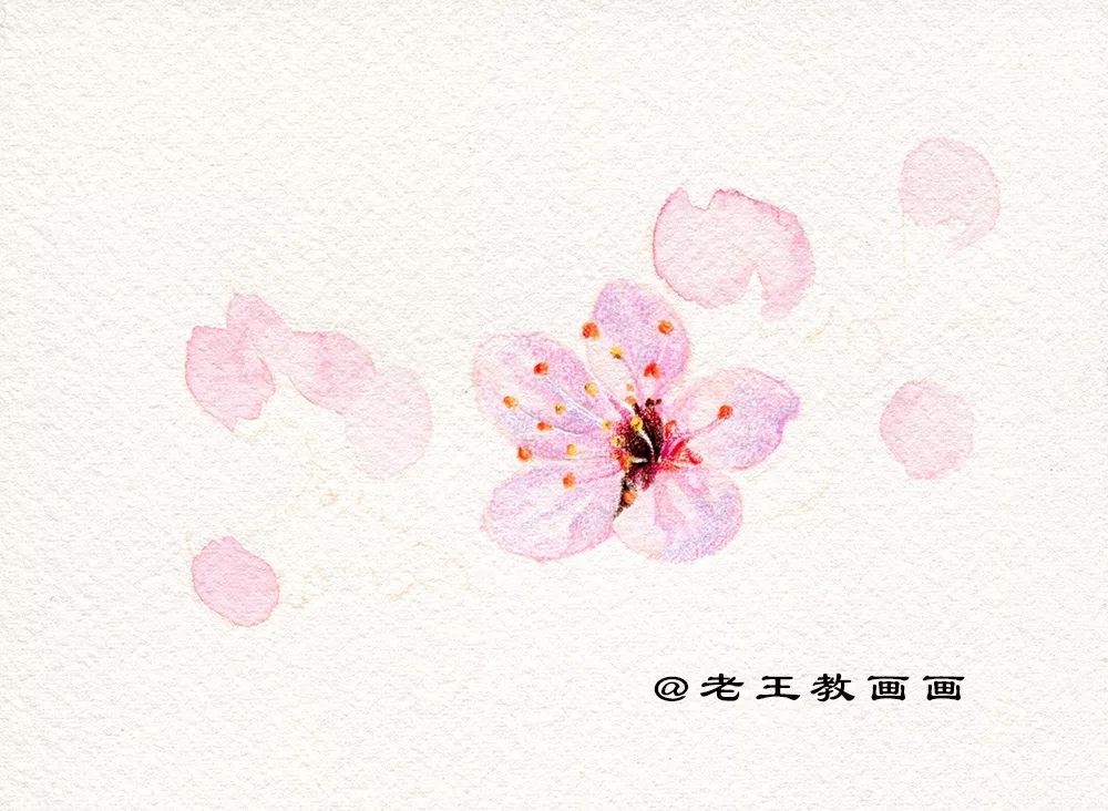 崔老师教你画桃花,你想画的花卉手稿都在这里