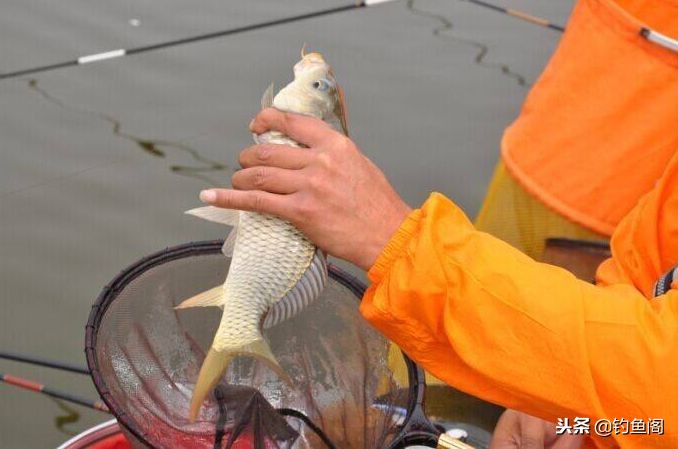 一两百左右的鱼竿可以钓20斤的鱼,一两百有哪些好鱼竿