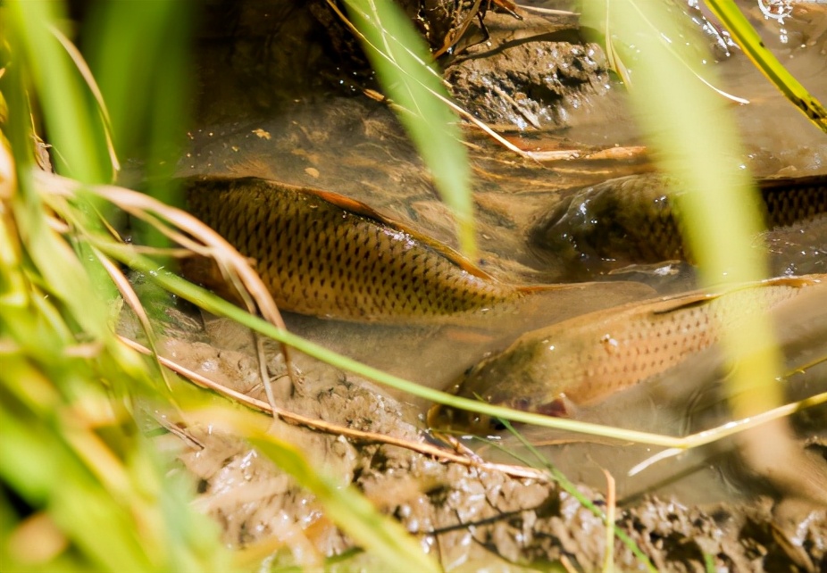 鲤鱼亩产50斤,鲤鱼做贡品