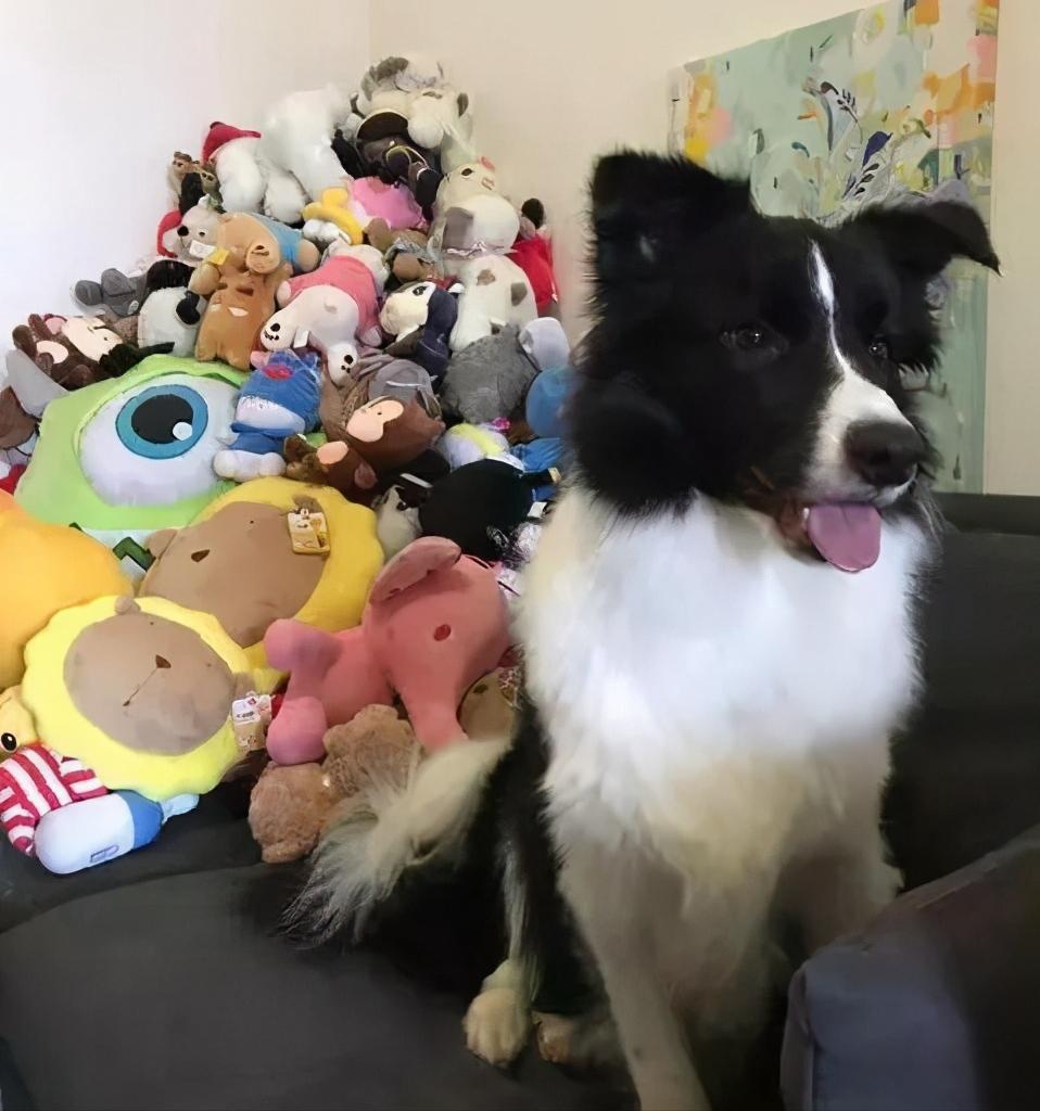 养一个边牧一年大概需要多少费用,养边牧一年费用多少钱