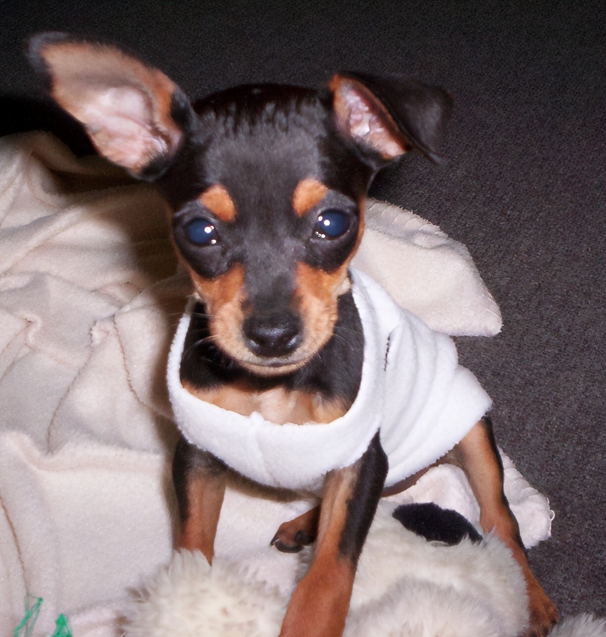 小鹿犬怎么训练才听话,小鹿犬怎么训练听话