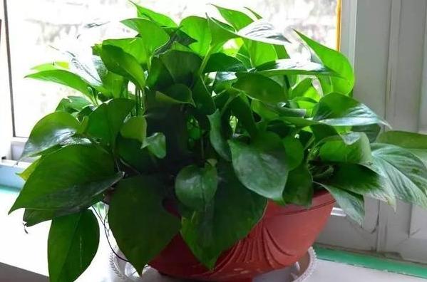 绿萝需要什么样的肥料才能够旺盛,绿萝用什么肥料养才能更旺盛