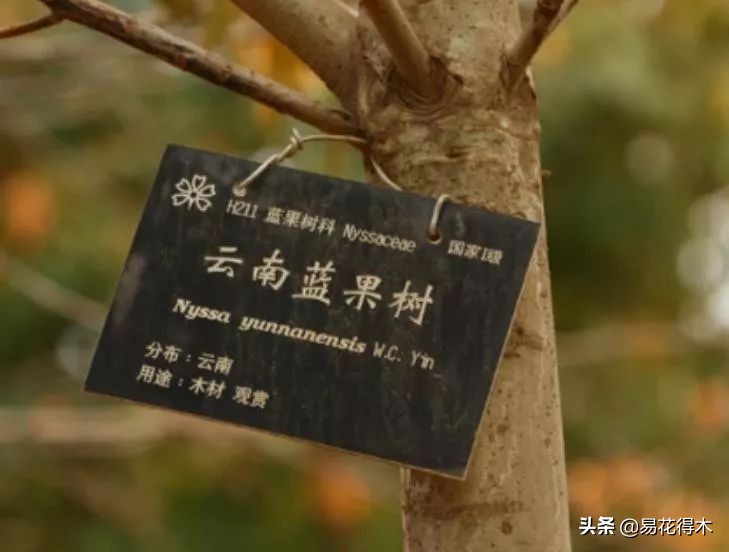 云南稀有蓝果树,云南蓝果树濒临灭绝的原因有哪些