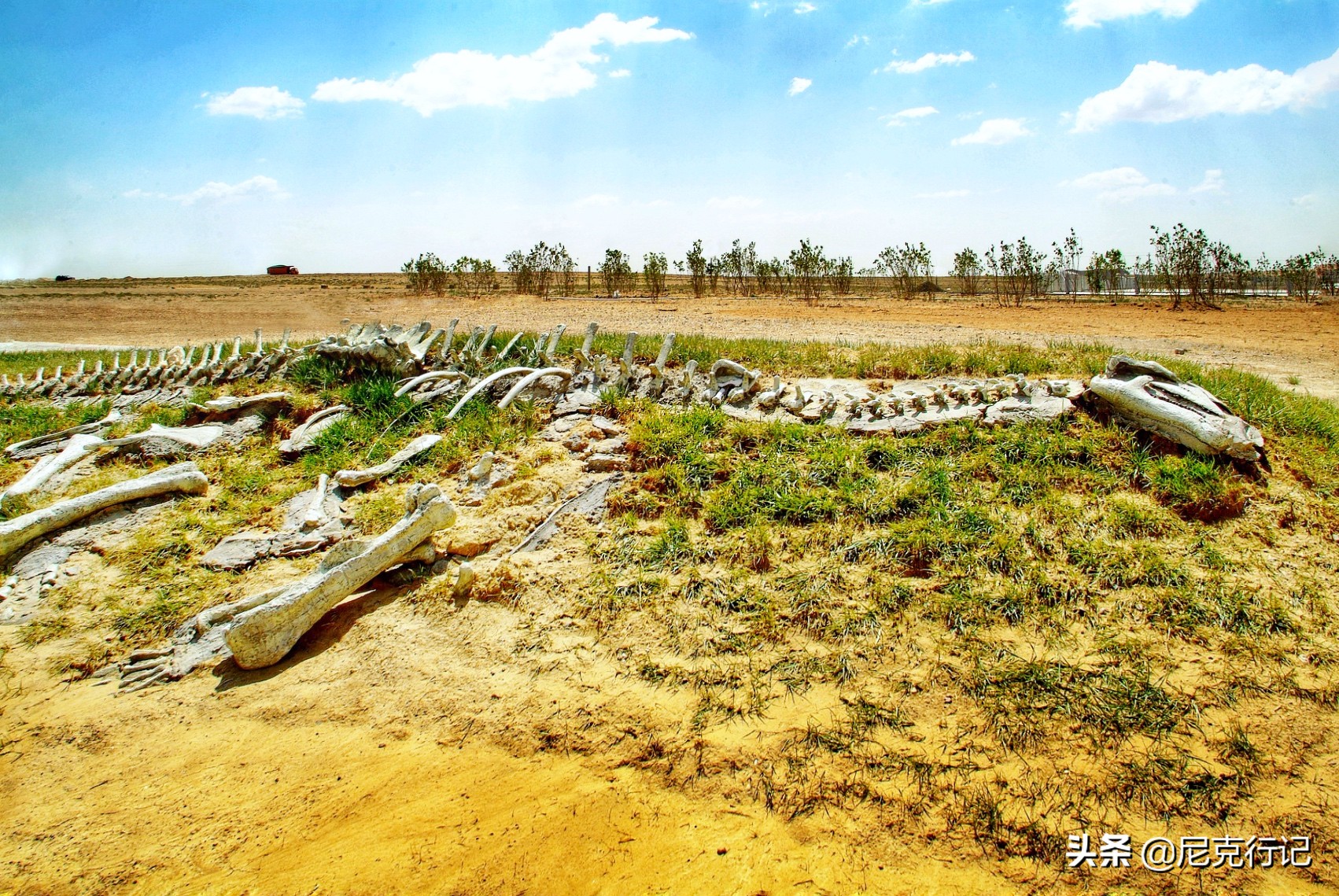 中蒙边境“五畜之家”，牛马羊驼价值500万，边境路用恐龙装饰