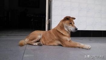 与朱元思书鸢飞戾天注解,与朱元思书鸢飞戾天的意思