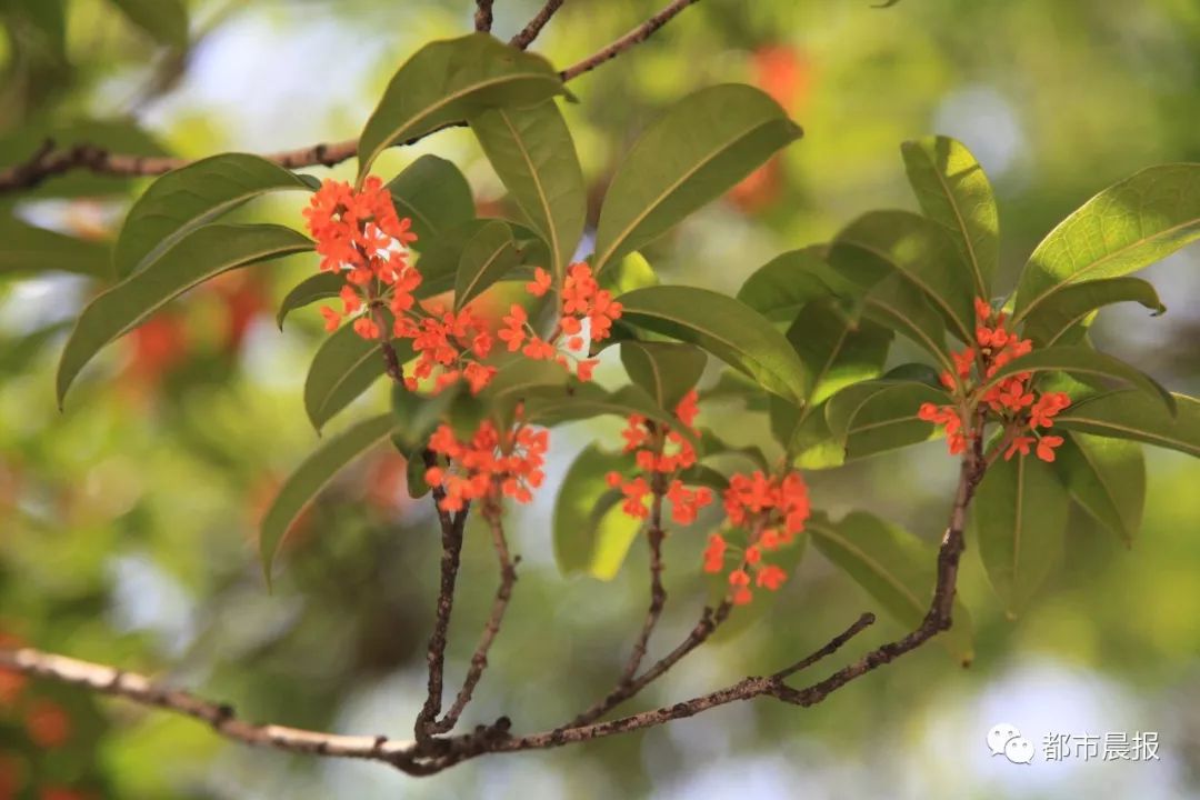 徐州市区桂花地图上线，能看又能吃！趁着十一假期快去吧