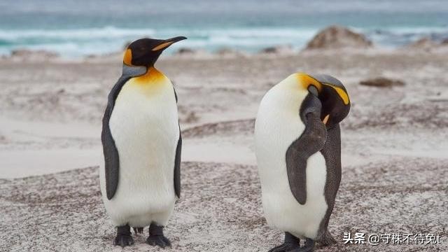 为什么不要叫醒能梦游的人,如果叫醒正在梦游的人会发生什么