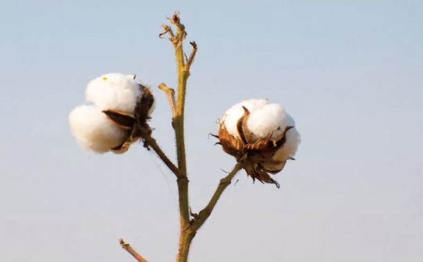 哪种面料的衬衫比较高端大气,除了西装还有什么衣服比较正式