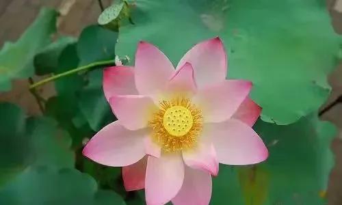 潘金莲花之月表达什么情感,恨锁金瓶潘金莲