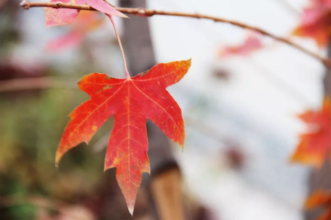 赏枫地图,赏红叶正当时