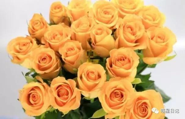 假日玫瑰花品种,珍稀名贵玫瑰花苗