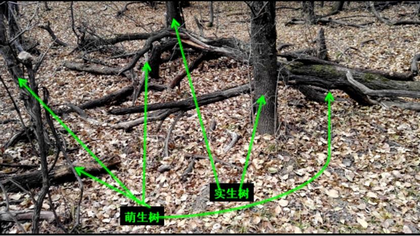 树种起源,次生林起源的特点
