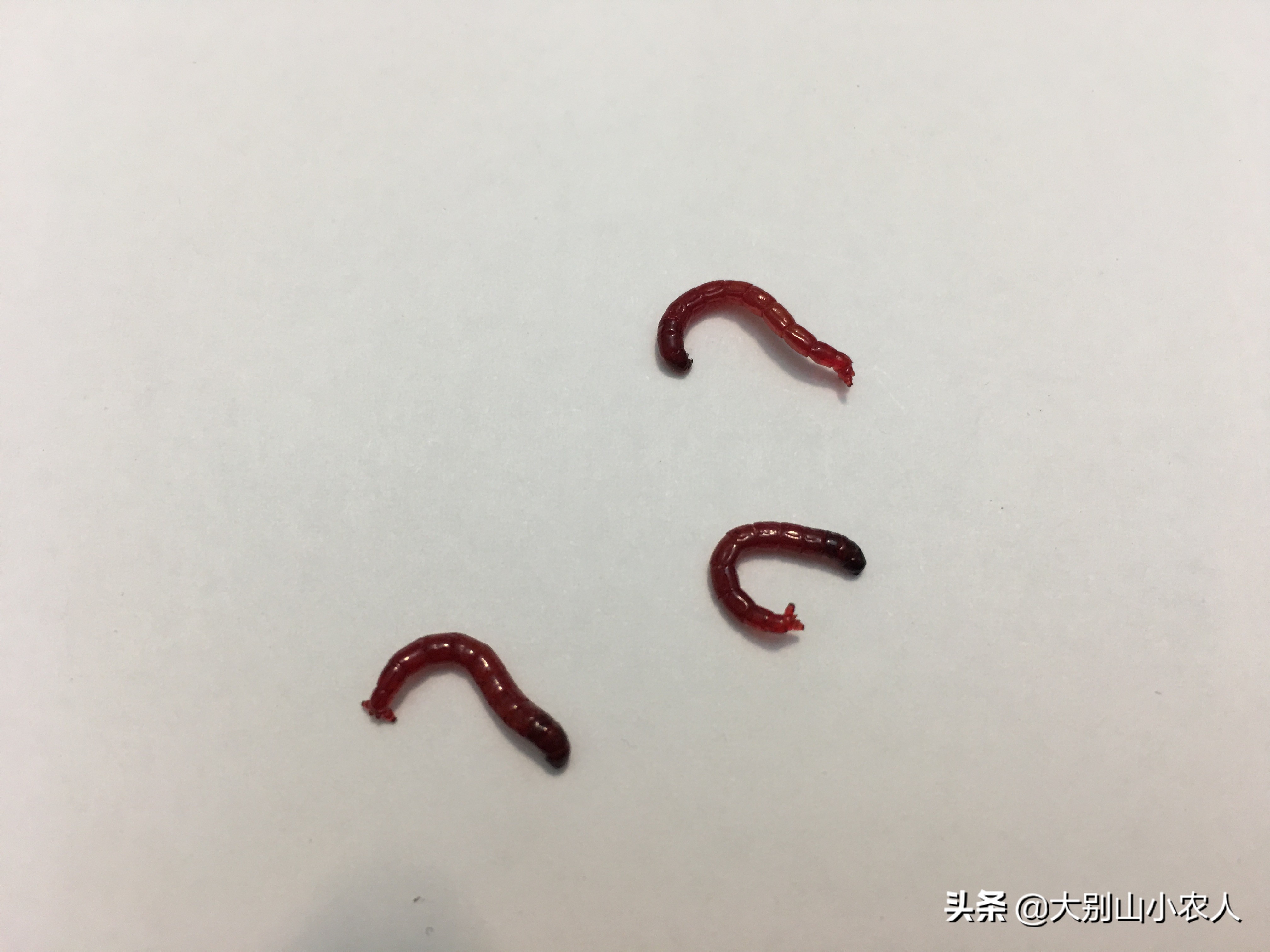 活饵的正确使用方法,冬季拉饵的正确使用方法