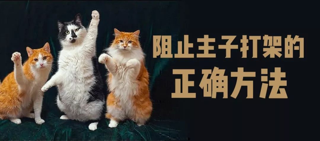 两只猫猫打架怎么处理,家里的两只猫总是打架