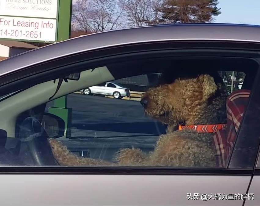 狗狗等主人回来太无聊,狗狗等主人回家一直叫