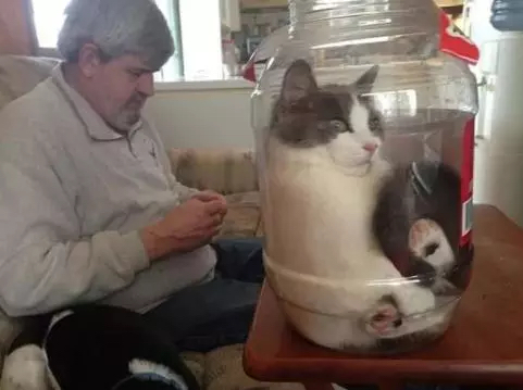 一只灵魂画手遇到猫,分享一组灵魂画手的作品