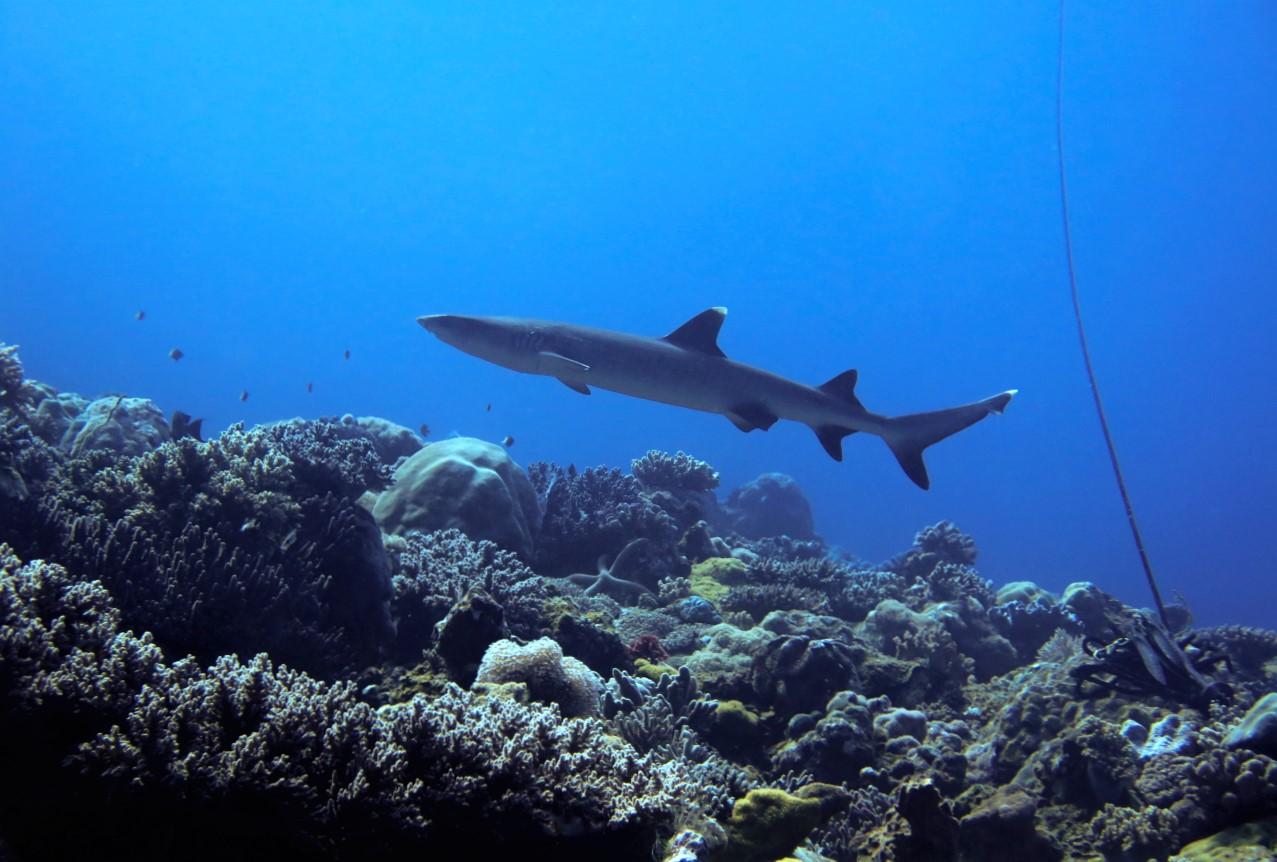 2斤龙虾100块钱,2斤龙虾58元