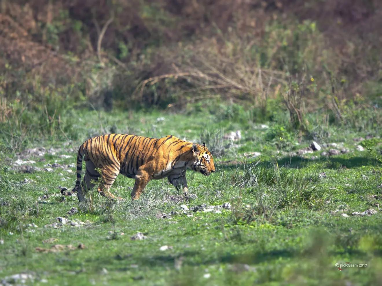 猫科猛兽战力天花板,猫科战力天花板毁灭刃齿虎