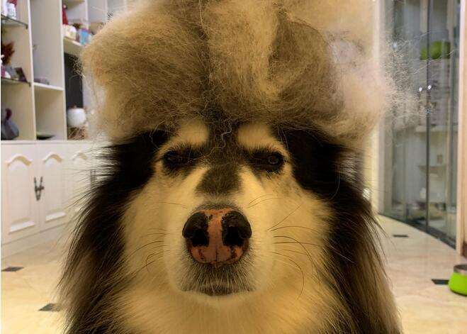 第一次养狗狗要注意什么萨摩耶,第1次养阿拉斯加需要准备什么