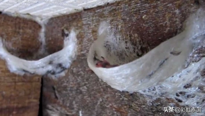 泰国即食燕窝是真的吗,泰国的燕窝是真的吗