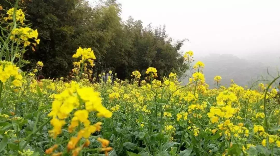 今日春分正是人间好时节,春分小常识每日分享
