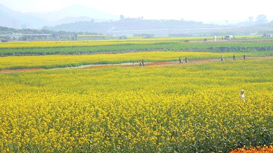 深圳周末浪漫好去处,深圳浪漫约会地点十个景点