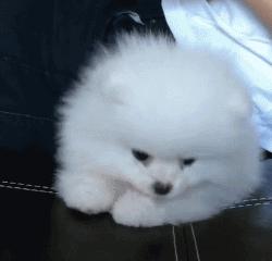 可爱可奶呆萌的小奶狗,可爱呆萌小奶狗