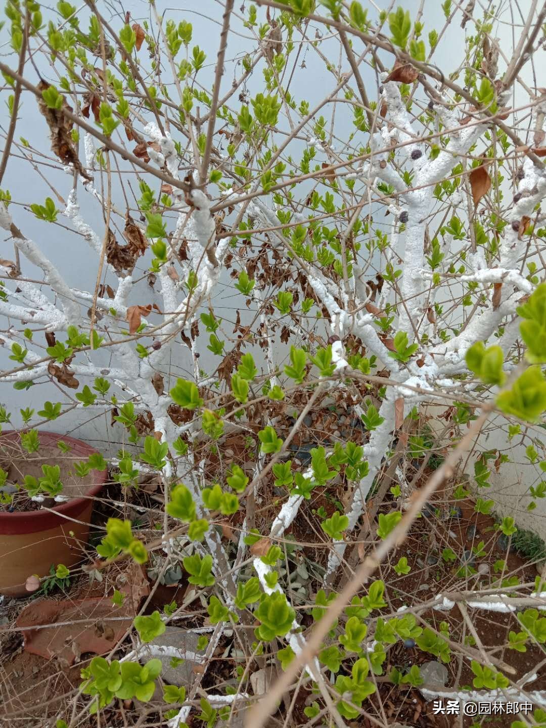 绿篱枝干被白色棉状物包裹，不要不在意，可能是蚧壳虫在危害