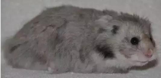 仓鼠种类短毛,仓鼠科普常见仓鼠种类