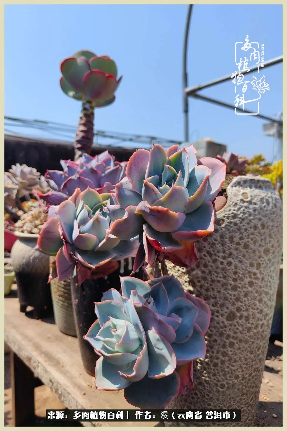 深情不及久伴,厚爱无需多言,择一“爱”,护一生