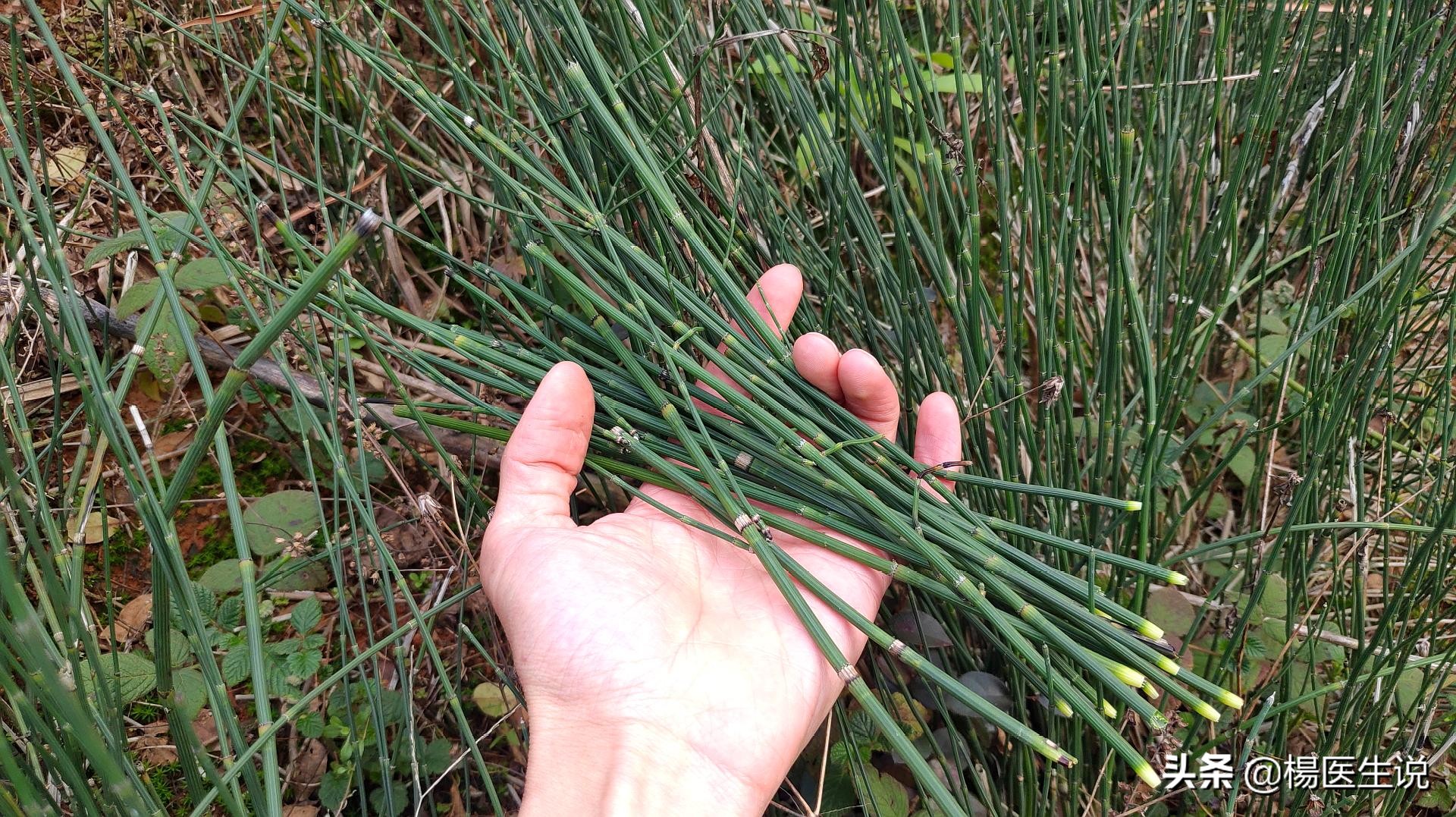 耳朵脖子后面长了个肉瘤叫什么病,脖子上小肉瘤用什么药去除