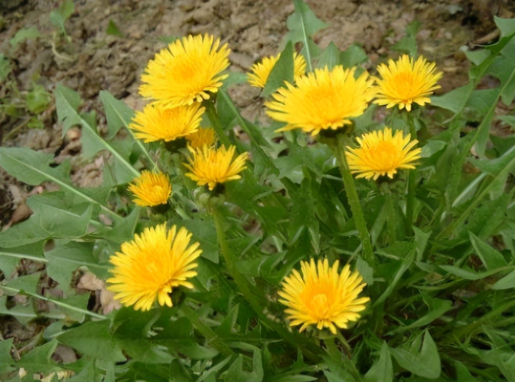 自制蒲公英茶为什么要杀青,蒲公英晒干了就可以直接泡水吗