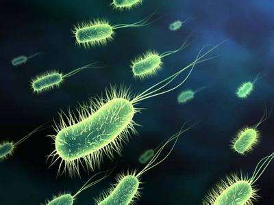 细菌病毒支原体衣原体症状区别,细菌病毒支原体衣原体之间区别