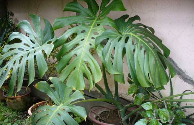 长藤龟背竹养护,自己在家养的龟背竹疯长不停