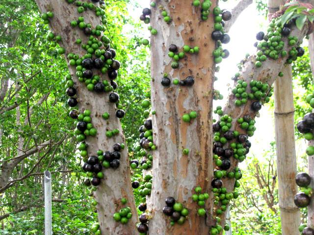 怎么挑才能挑到好山竹,原来挑选山竹有技巧掌握好这四点