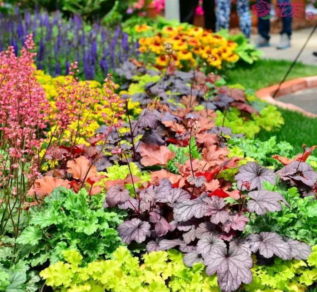 人养花花,人养花花养人哪些花养人