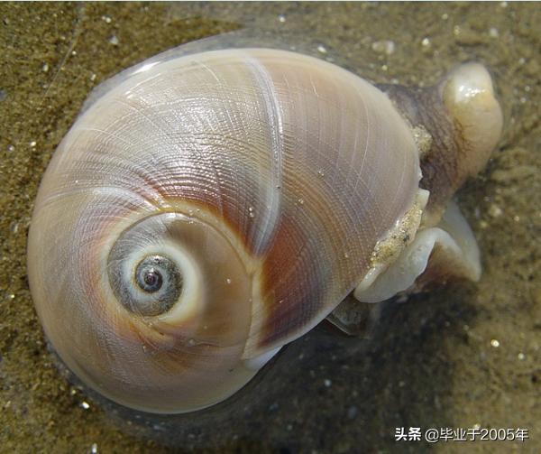 大连鱼市海鲜贝类品种,大连贝类海鲜图片大全