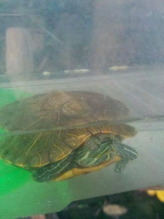 龟病防治小知识,龟治病方法