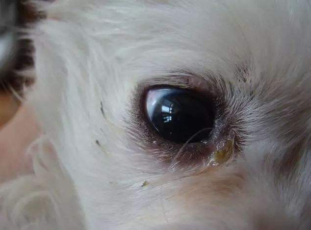 狗狗上火拉不出便便怎么办,狗狗上火眼睛红最快解决方法