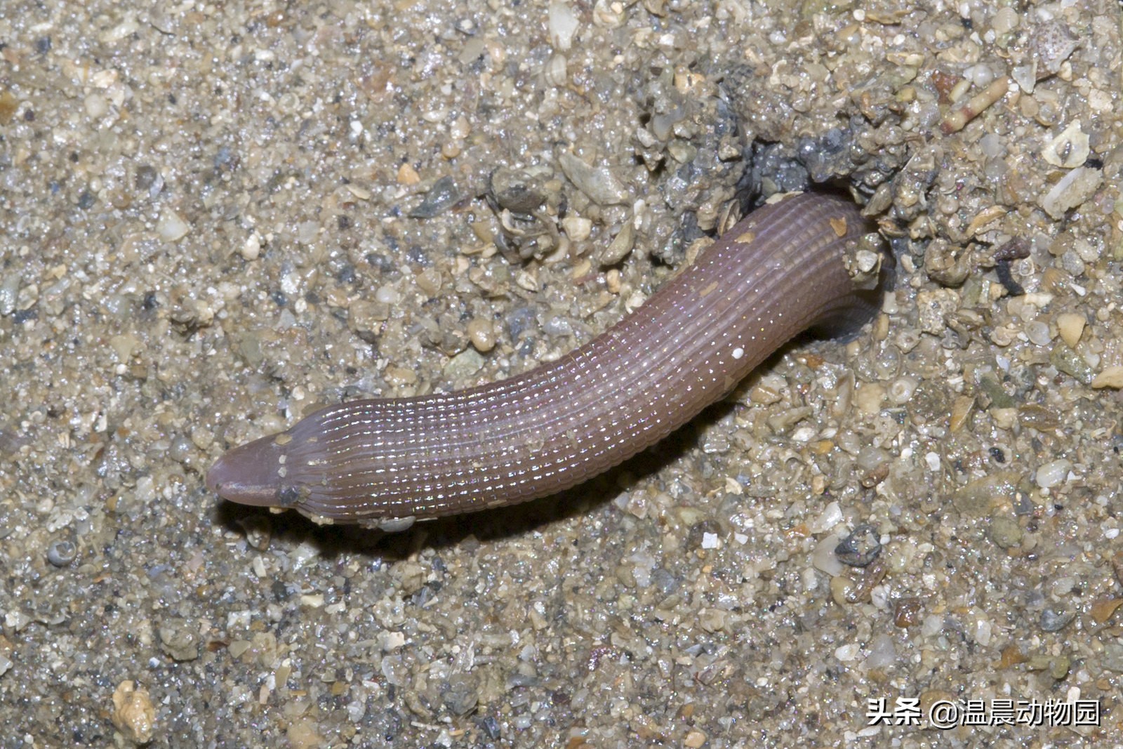 可怕的虫子科普知识,揭秘各种虫子