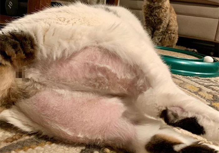 没有屁屁的猫,没有屁股的猫咪