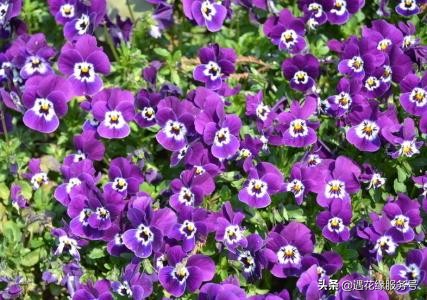 三色堇三生花,三色堇三色花