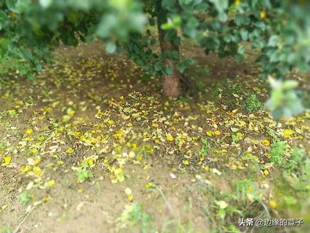 奶奶留下的种菜绝招,奶奶种植杏树的过程