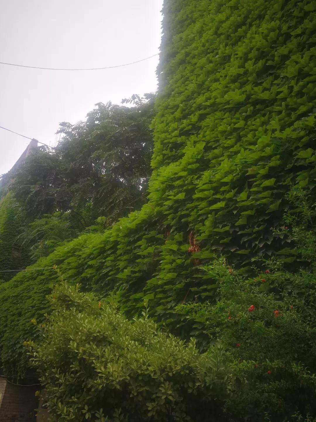 爬山虎的图片,爬山虎有毒吗