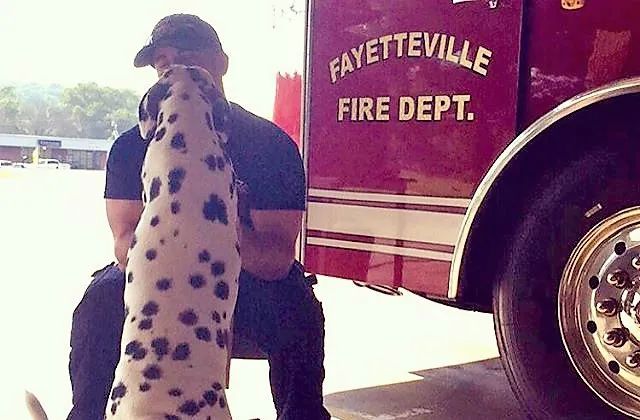 消防犬斑点狗技能,美国消防犬斑点狗