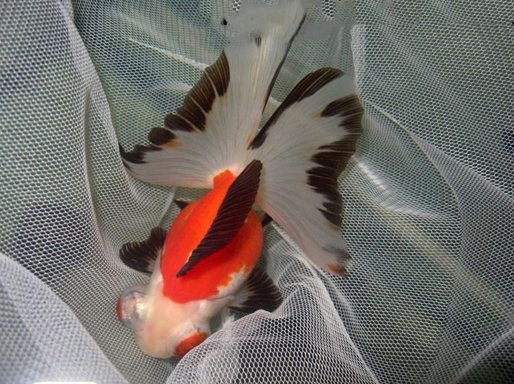 新手养金鱼哪种金鱼最好养,金鱼种类和饲养难度