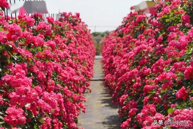 成都周边适合秋天看花的地方,成都周边看花攻略国庆节