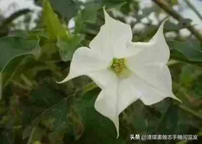 各种花的花语文案,花的花语100种